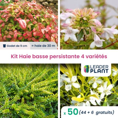 Kit Haie Basse Persistante - 4 variétés - 50 plantes en godet