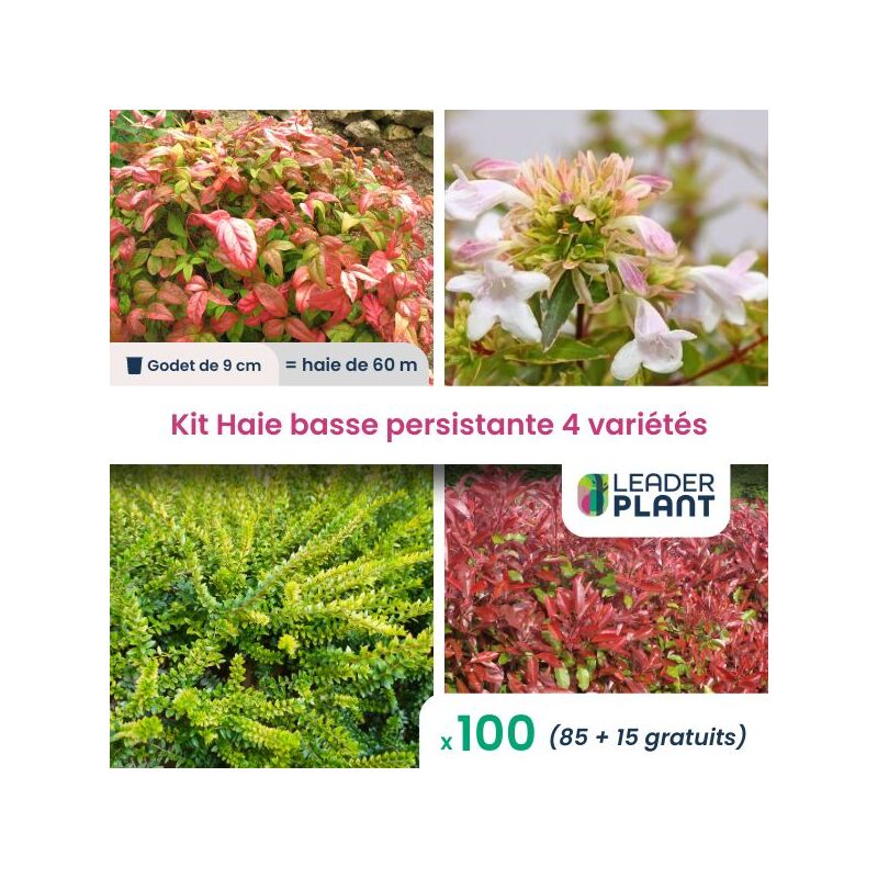 Kit Haie Basse Persistante - 4 variétés - 100 plantes en godet