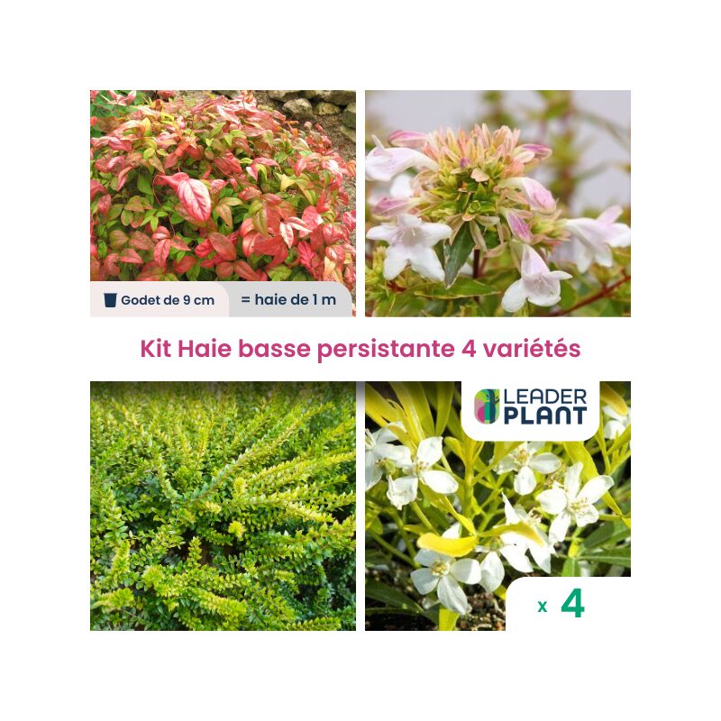 Leaderplantcom - Kit Haie Basse Persistante - 4 variétés - 4 plantes en godet