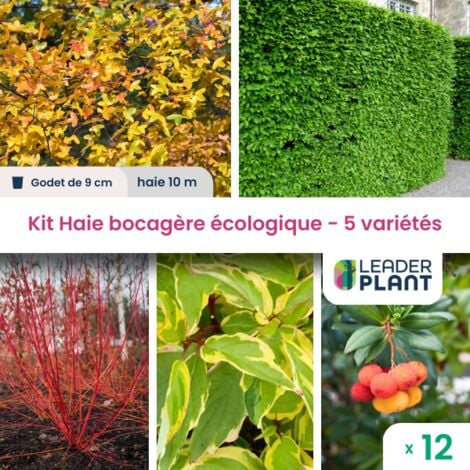Kit Haie Bocagère Écologique – 5 variétés – Lot de 12 plants en godet