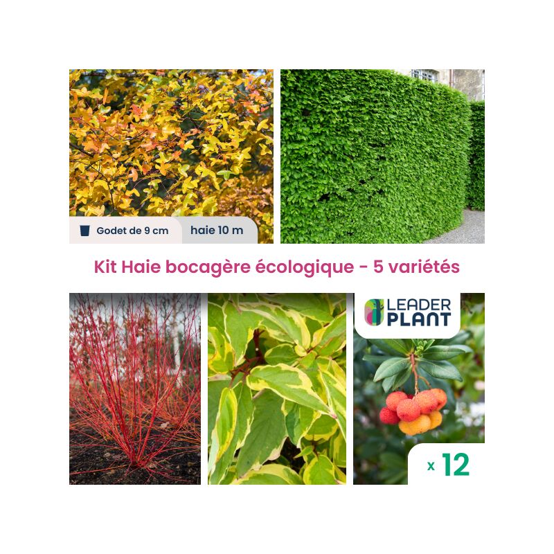 Leaderplantcom - Kit Haie Bocagère Écologique – 5 variétés – Lot de 12 plants en godet