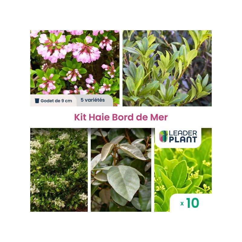 Kit Haie Bord de Mer - 5 variétés - Lot de 10 godets
