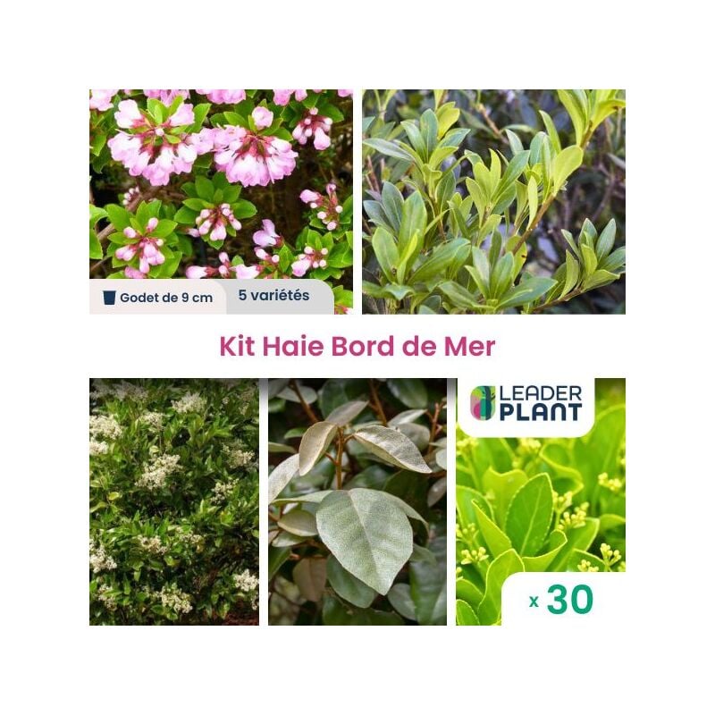 Leaderplant.com - Kit Haie Bord de Mer - 5 variétés - Lot de 30 godets