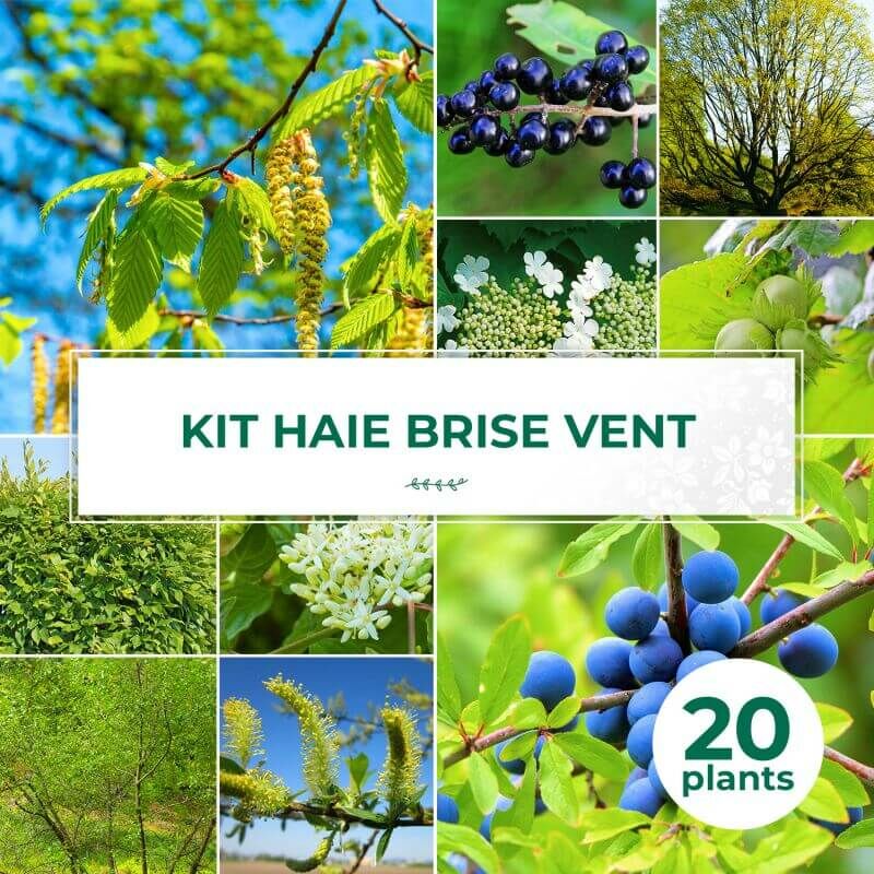 Pepinières Naudet - Kit Haie Brise-Vent - 20 Jeunes Plants -