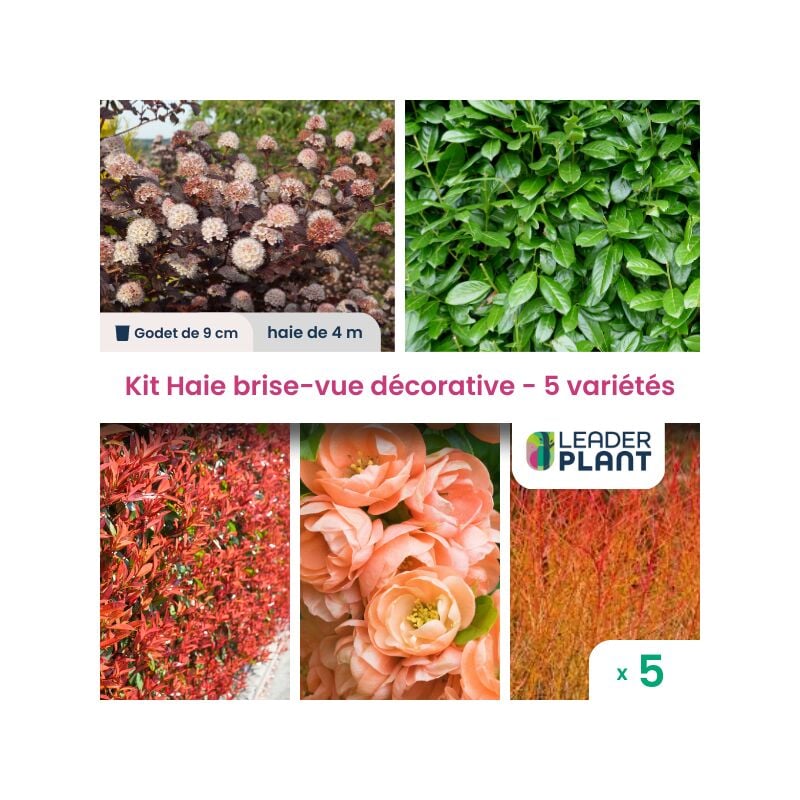 Leaderplantcom - kit Haie Brise-vue Décorative - 5 variétés - Lot de 5 plants en godet