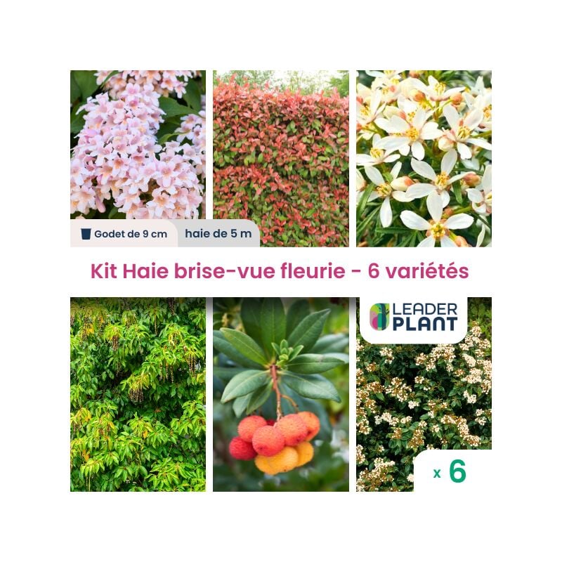Leaderplant.com - Kit Haie Brise Vue Fleurie - 6 variétés - Lot de 6 godets