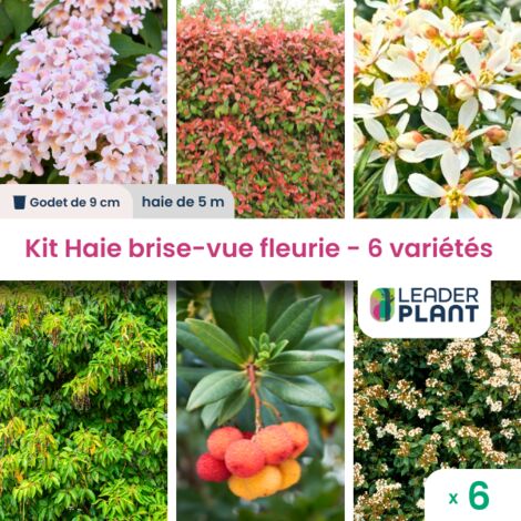 Kit Haie Brise Vue Fleurie - 6 variétés - 6 plantes en godet