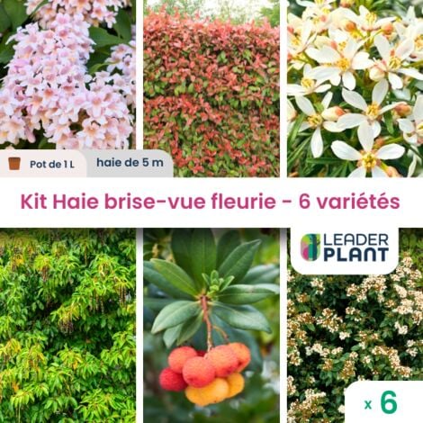 Kit Haie Brise Vue Fleurie - 6 variétés - 6 plantes en pot de 1litre