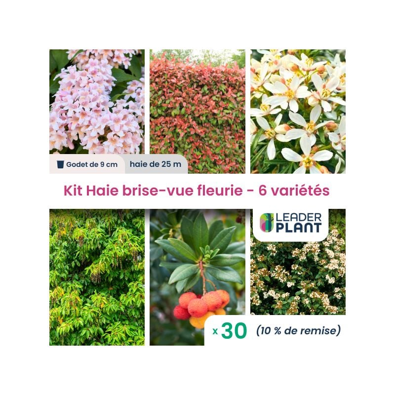 Leaderplant.com - Kit Haie Brise Vue Fleurie - 6 variétés - Lot de 30 godets
