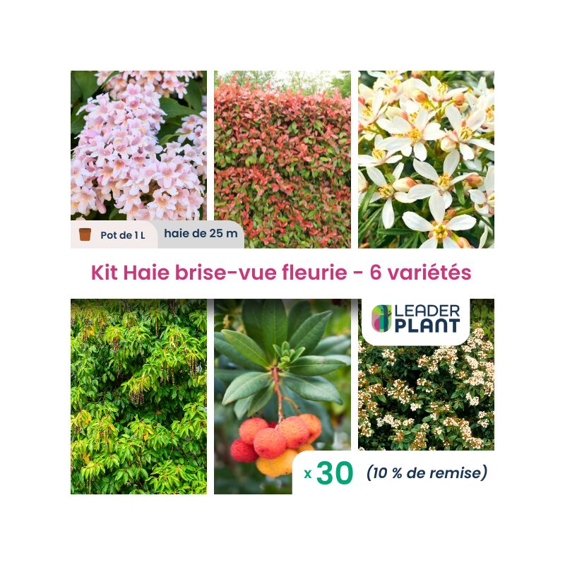 Leaderplant.com - Kit Haie Brise Vue Fleurie - 6 variétés - Lot de 30 pots de 1 l