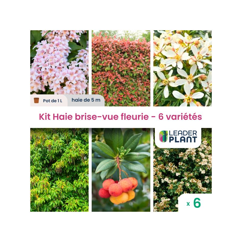 Leaderplantcom - Kit Haie Brise Vue Fleurie - 6 variété - 6 plante en pot de 1litre