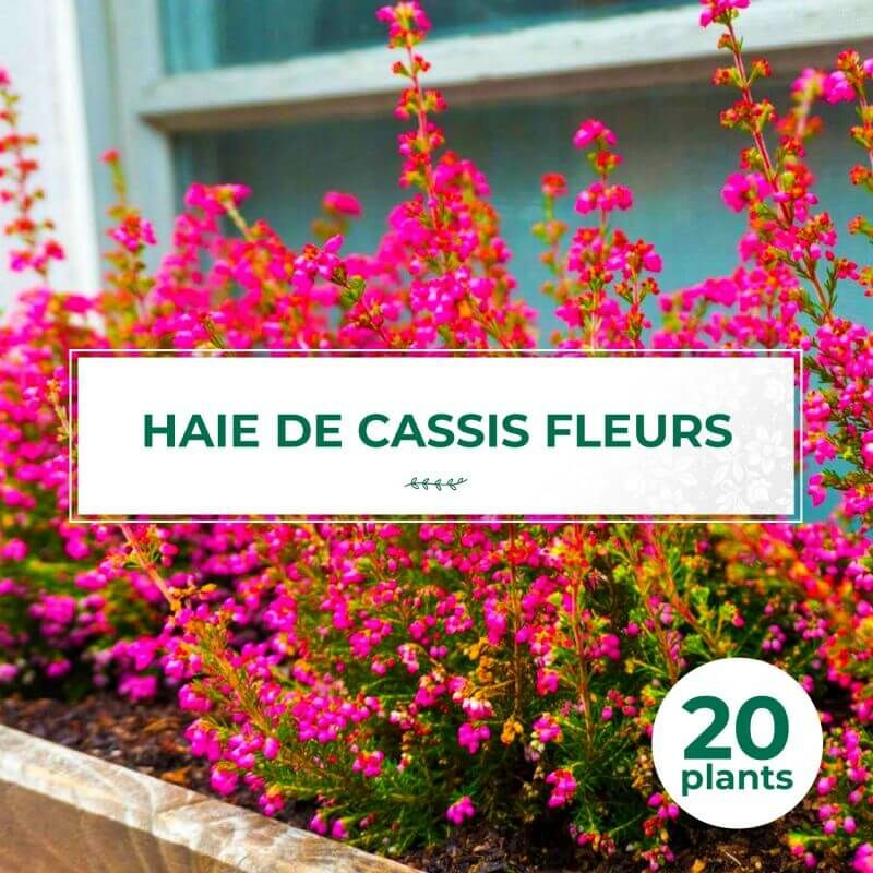 20 Cassis Fleurs (Ribes Sanguineum) - Haie de Cassis Fleurs -
