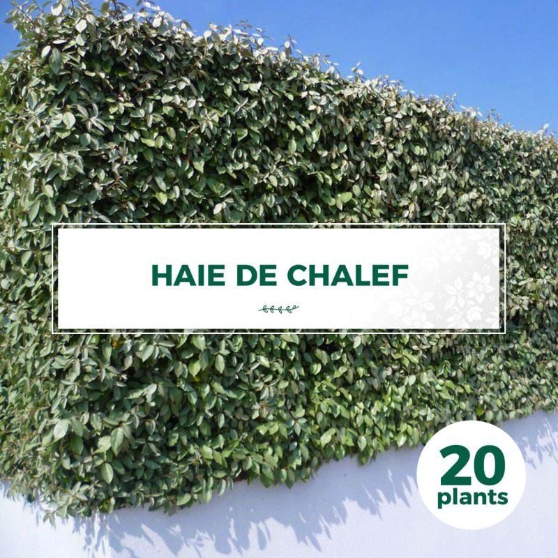 20 Chalef (Elaeagnus Ebbingei) - Haie de Chalef