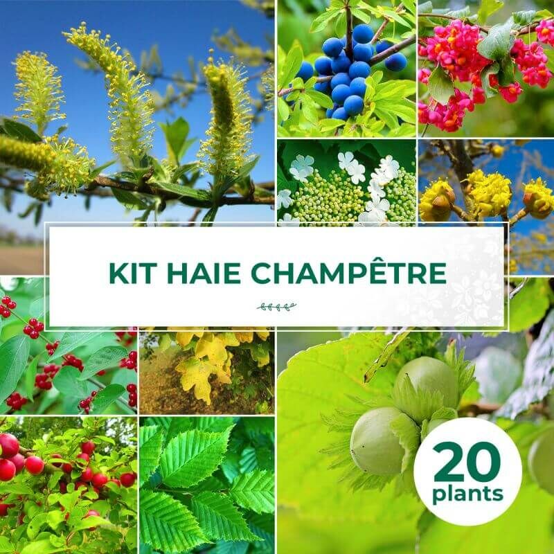 Kit Haie Champêtre - 20 Jeunes Plants -