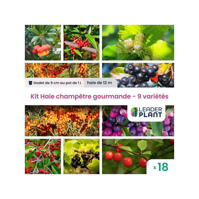 Leaderplantcom - Kit Haie Champêtre Gourmande - 9 variétés – Lot de 18 plants en godet et pot de 1L