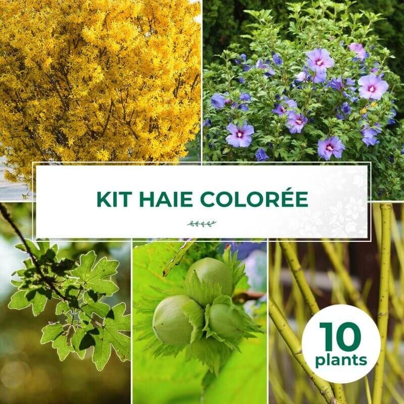 Pepinières Naudet - Kit Haie Colorée - 10 Jeunes Plants -