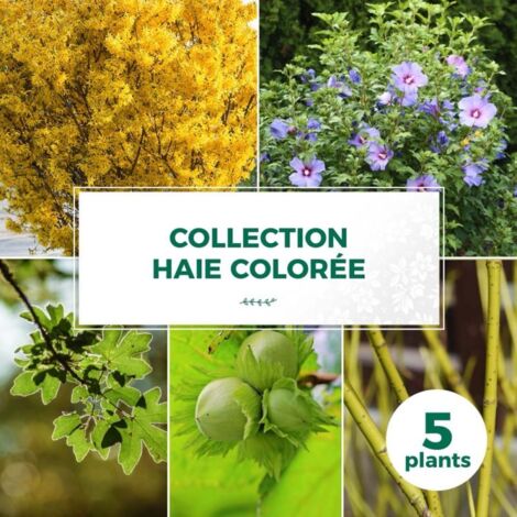 Kit Haie Colorée - 5 Jeunes Plants -