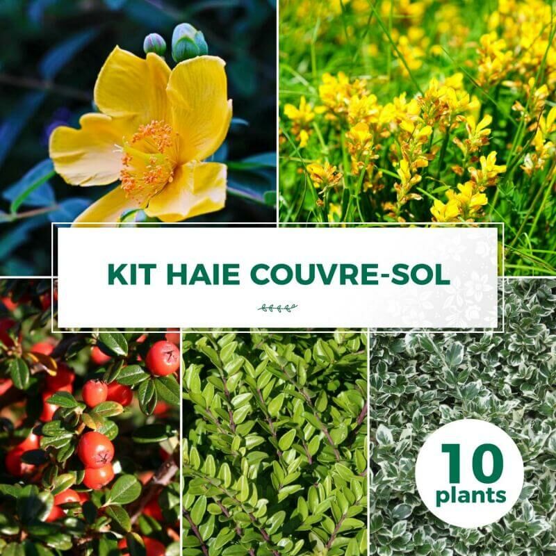 Kit Haie Couvre Sol - 10 Jeunes Plants -