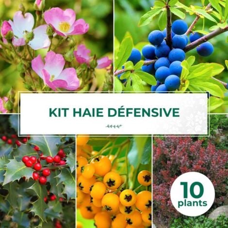 Kit Haie Défensive - 10 Jeunes Plants -