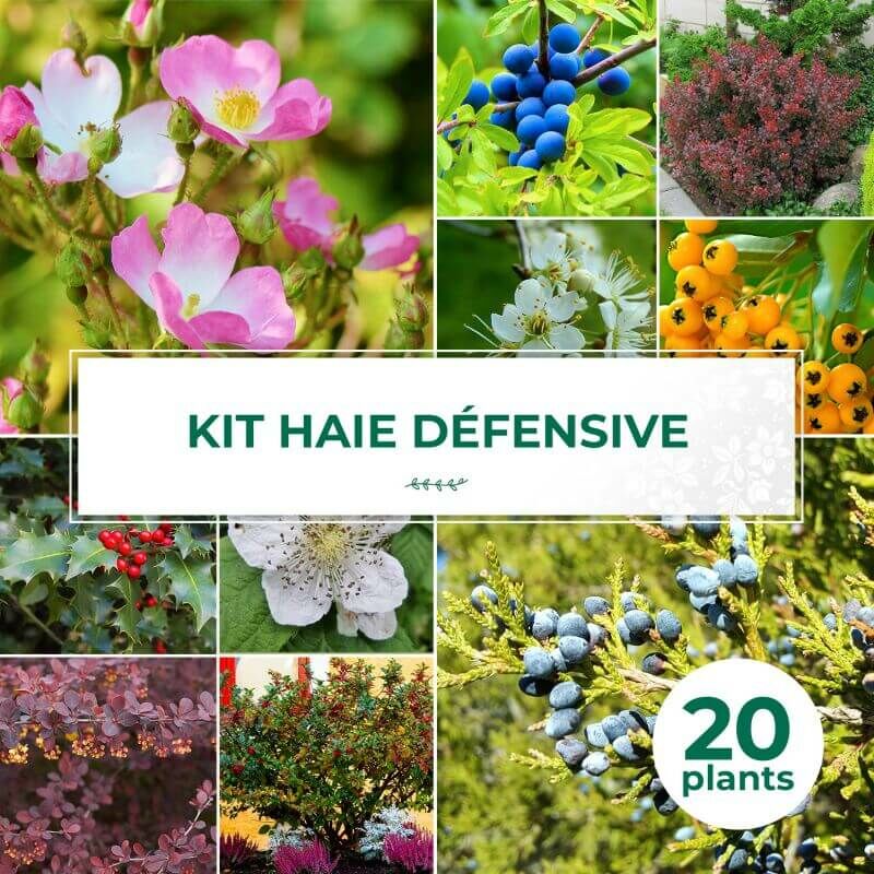 Kit Haie Défensive - 20 Jeunes Plants -