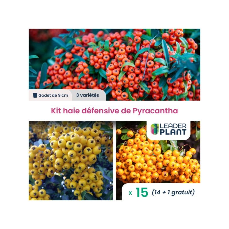 Leaderplant.com - Kit haie défensive - 3 variétés - Lot de 15 godets