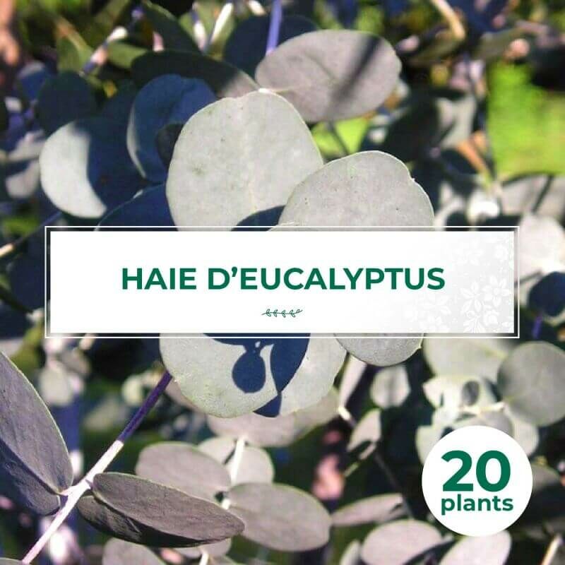 20 Eucalyptus (Eucalyptus Gunnii) - Haie de Eucalyptus -