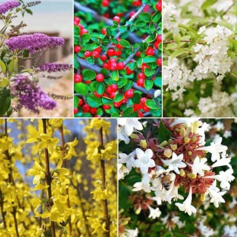 Kit Haie Fleurie - 10 Jeunes Plants -