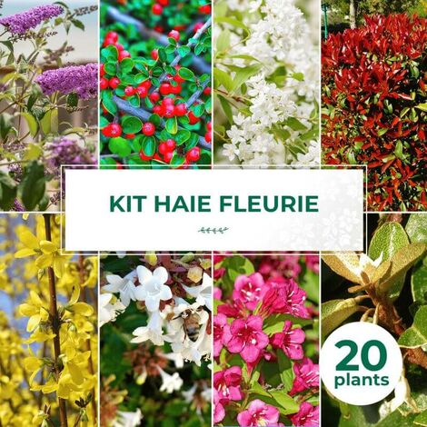 Kit Haie Fleurie - 20 Jeunes Plants -