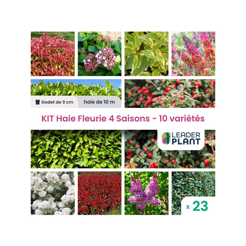 Kit Haie fleurie 4 saison - 10 variété – lot de 23 plant en godet pour une haie de 10m en quinconce