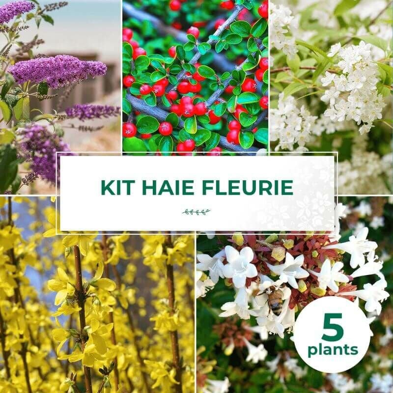 Pepinières Naudet - Kit Haie Fleurie - 5 Jeunes Plants -