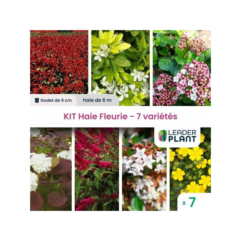 Kit Haie fleurie 7 variétés - 7 plantes en godet