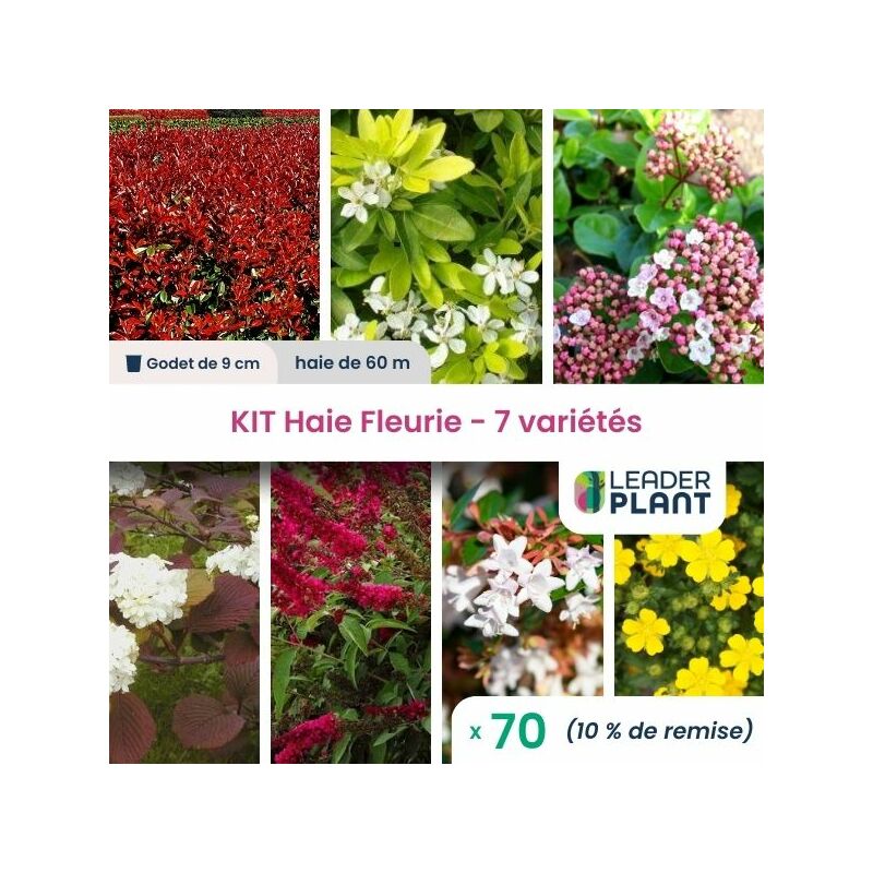 Leaderplantcom - Kit Haie fleurie 7 variétés - 70 plantes en godet