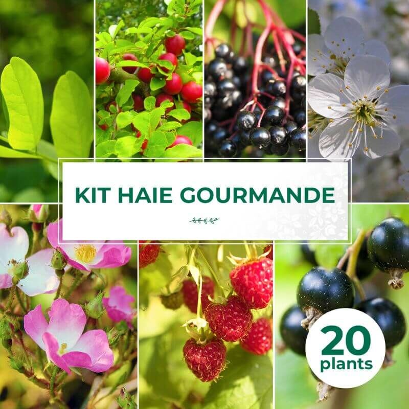 Pepinières Naudet - Kit Haie Gourmande - 20 Jeunes Plants -