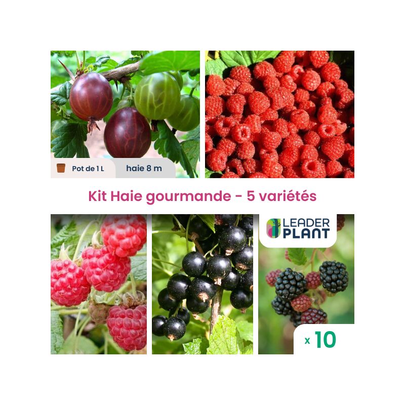 Leaderplantcom - Kit haie Gourmande – 5 variétés – Lot de 10 plants en pot de 1L