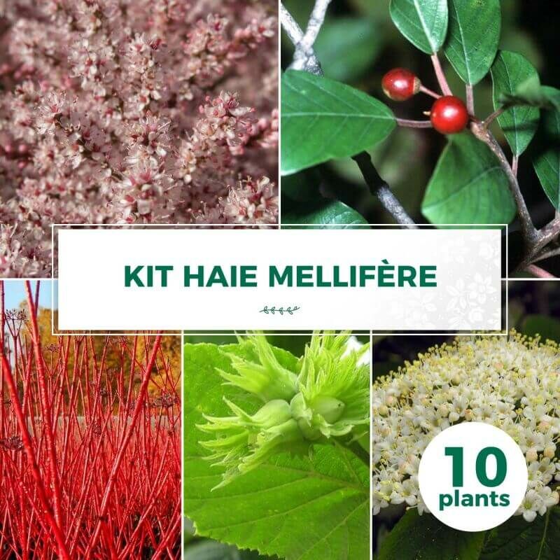 Kit Haie Mellifère - 10 Jeunes Plants -