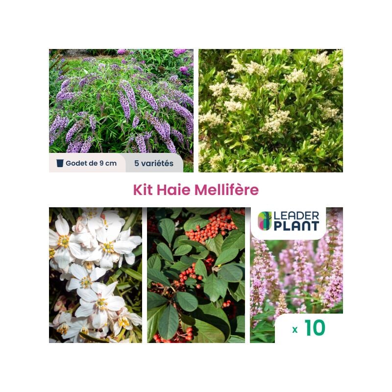 Leaderplant.com - Kit Haie Mellifère - 5 variétés - Lot de 10 godets