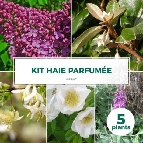 Kit Haie Parfumée - 5 Jeunes Plants -