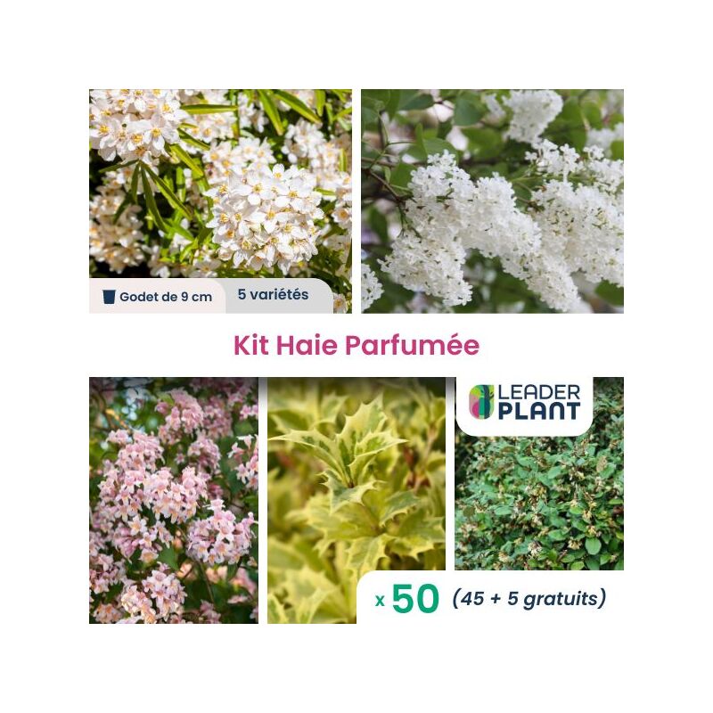 Leaderplant.com - Kit Haie Parfumée - 5 variétés - Lot de 50 godets