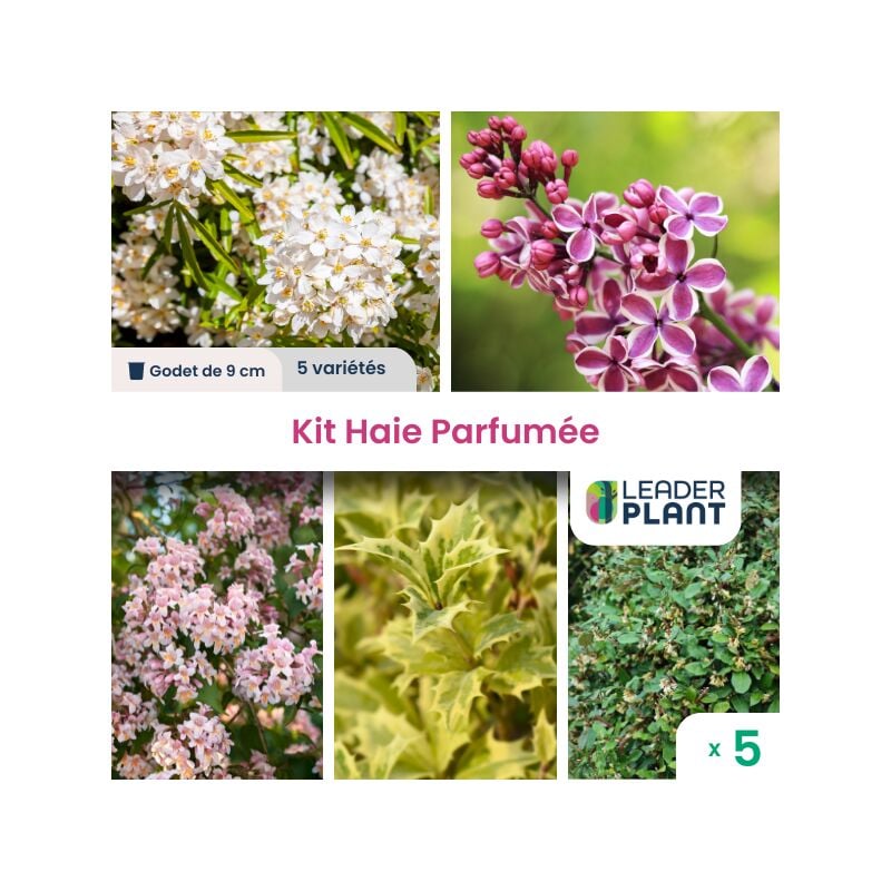 Leaderplantcom - Kit Haie Parfumée - 5 variétés - lot de 5 godets