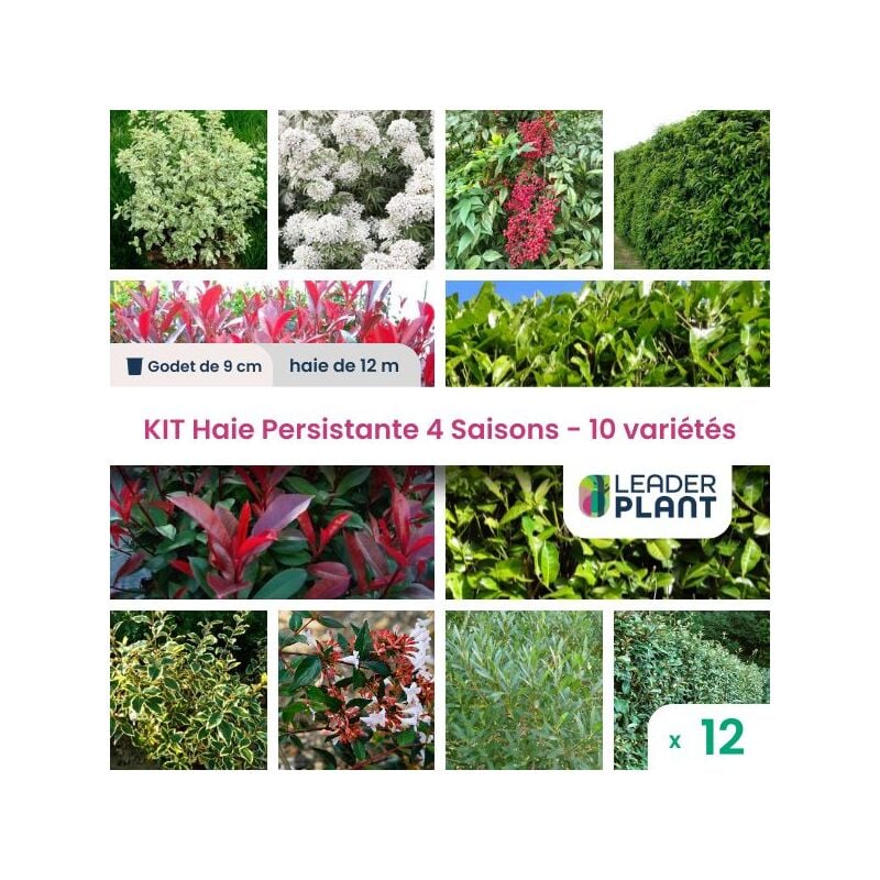Leaderplant.com - kit Haie Persistante 4 saisons - 10 variétés - Lot de 12 godets