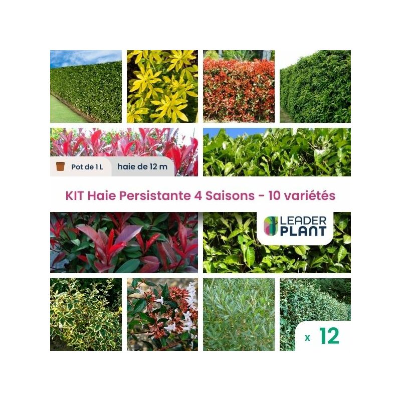 Kit Haie Persistante 4 saison - 10 variéts- 12 plante en pot de 1L