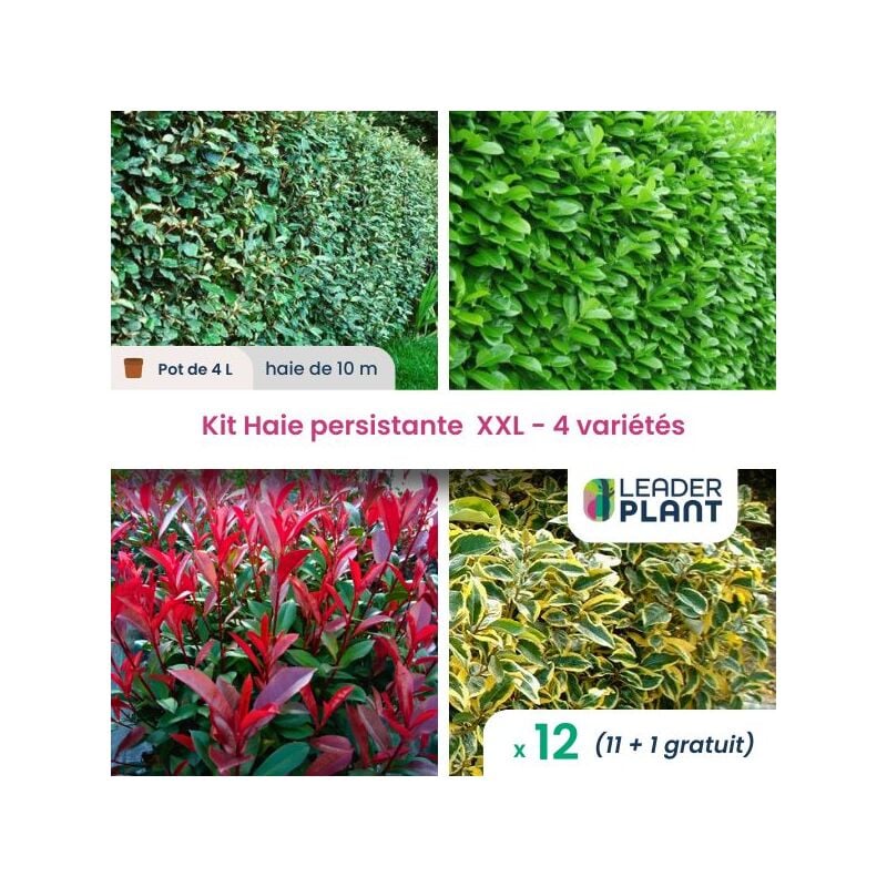 Leaderplant.com - Haie Persistante 4 Saisons xxl - Lot de 12 pots de 4 l