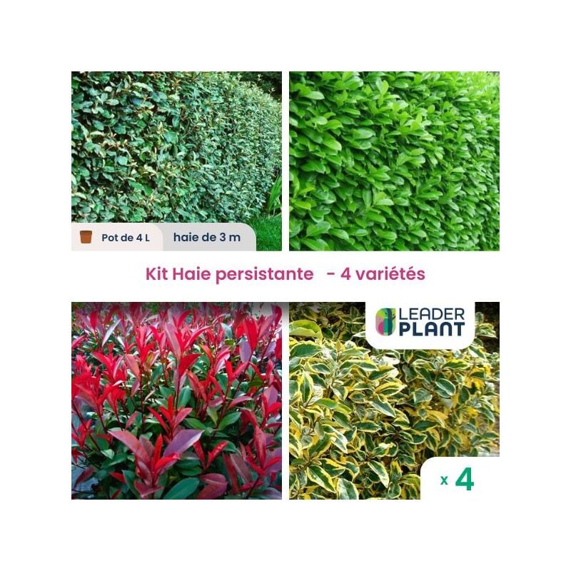 Leaderplant.com - Haie Persistante 4 Saisons xxl - Lot de 4 pots de 4 litres
