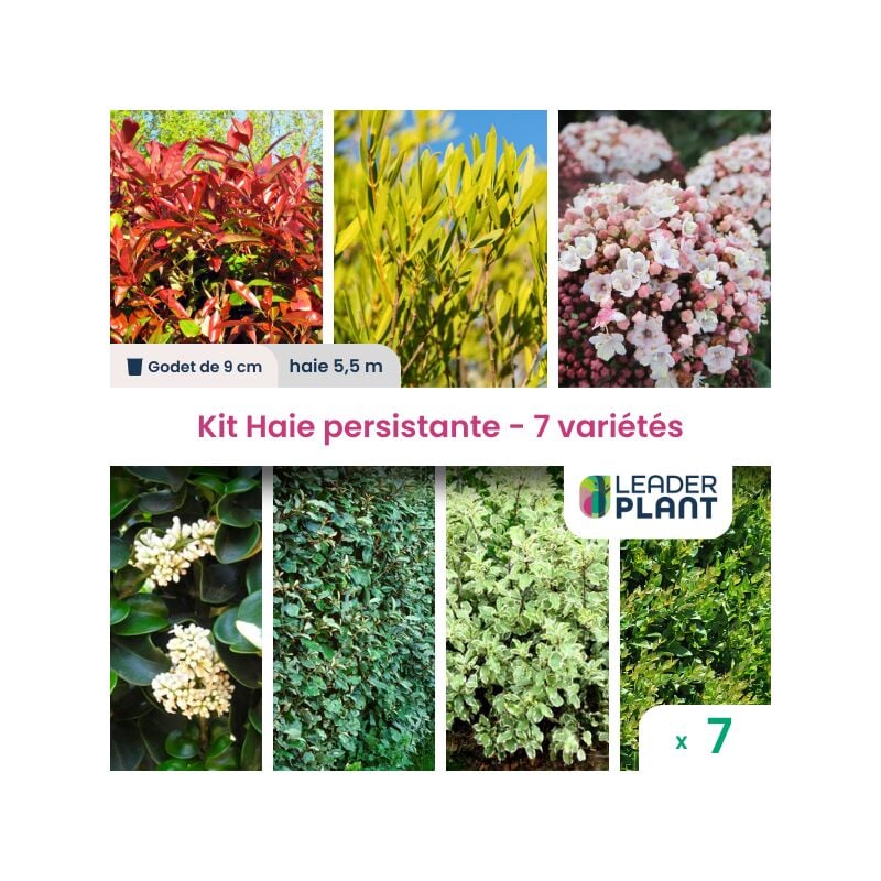 Leaderplantcom - Kit Haie persistante - 7 variétés - 7 plantes en godet