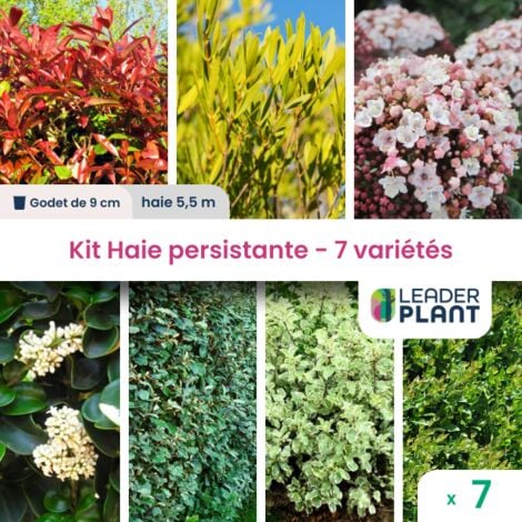 Kit Haie persistante 7 variétés - Lot de 7 godets