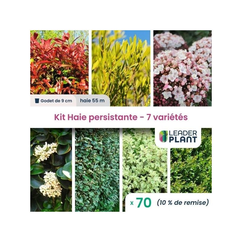 Kit Haie persistante - 7 variétés - 70 plantes en godet