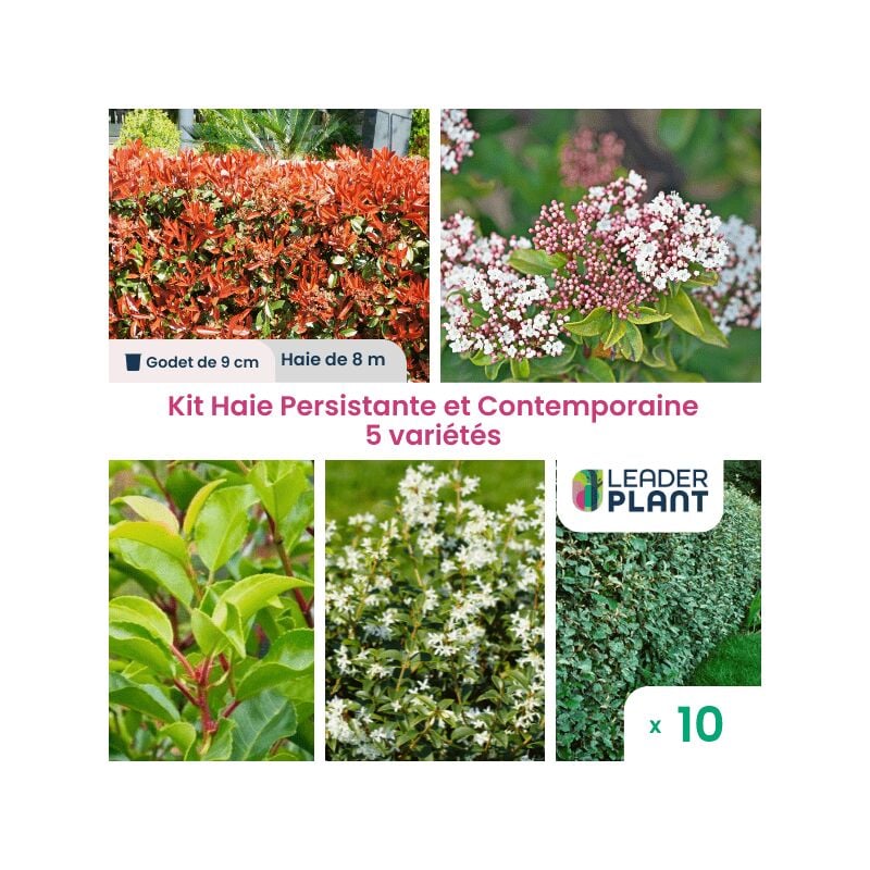 Leaderplant.com - Kit Haie Persistante et Contemporaine - 5 variétés - Lot de 10 godets