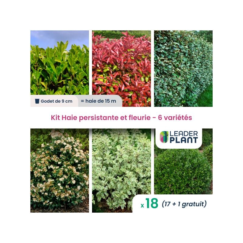 KIT 6 Variétés Haie persistante et Fleurie - 6 variétés - Lot de 18 godets