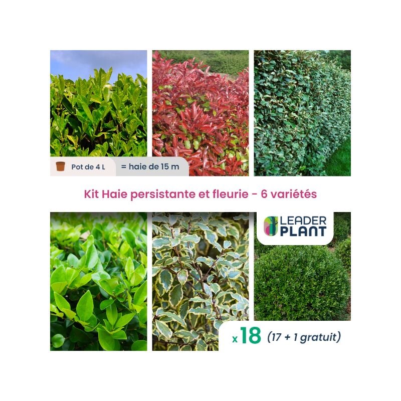 Leaderplantcom - kit Haie persistante et Fleurie 6 variété – Lot de 18 plant en pot de 4L pour une haie de 15m