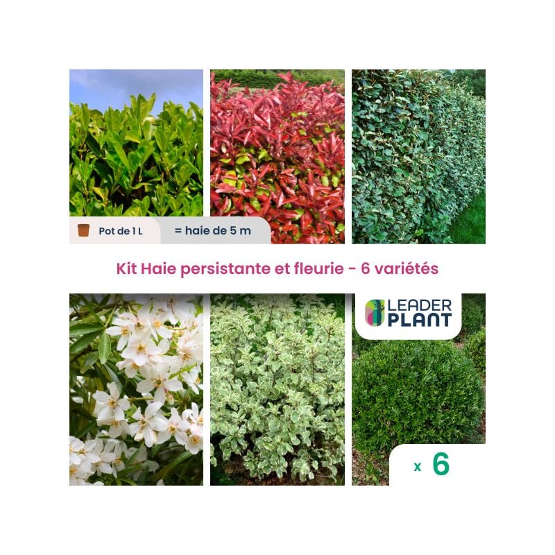 Leaderplantcom - kit Haie persistante et Fleurie 6 variété – Lot de 6 plant en pot de 1L pour une haie de 5m